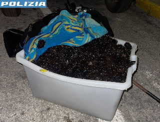 Ancona - Sorpreso a pescare 500 ricci di mare: sanzionato dalla polizia